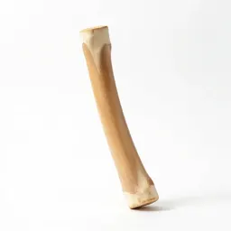 Ligament
