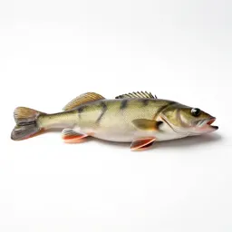 Perch