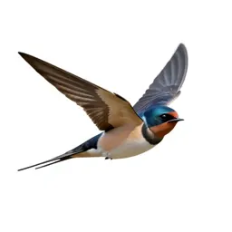 Barn swallow in flight