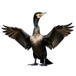 Cormorant drying its wings