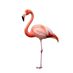 Flamingo on one leg
