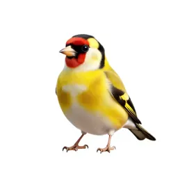 Goldfinch