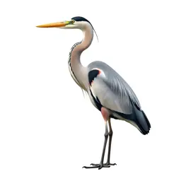 Heron standing still
