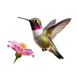 Hummingbird at a flower
