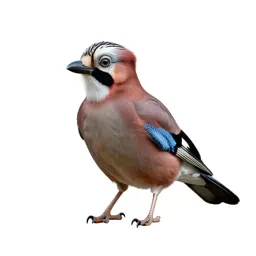 Jay with acorn