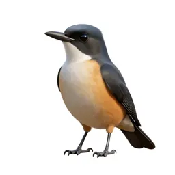 Kingbird
