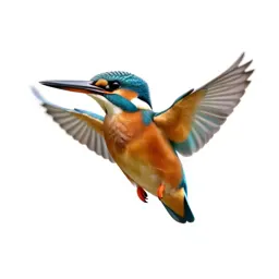 Kingfisher hovering