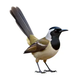 Lyrebird with its tail arched