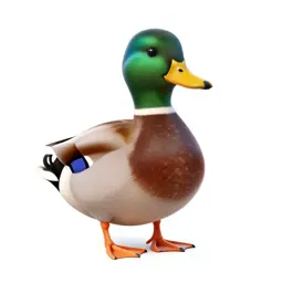 Mallard duck
