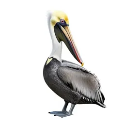 Pelican with its pouch full