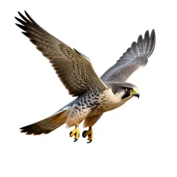 Peregrine falcon stooping