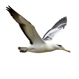 Royal albatross gliding