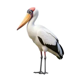 Shoebill stork