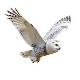 Snowy owl in flight