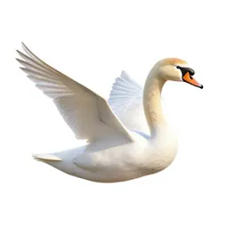 Swan gliding