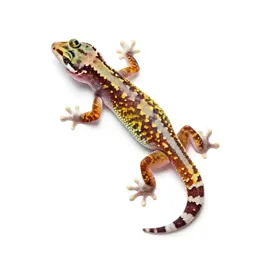 Gecko on glass