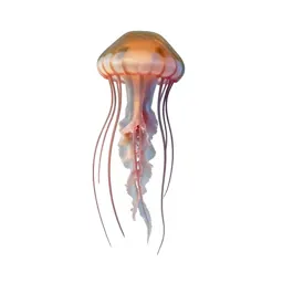 Jellyfish with long tendrils