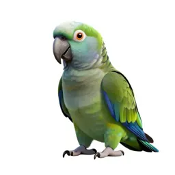 Kea parrot