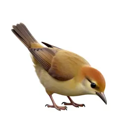 Kiwi bird foraging
