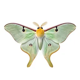 Luna moth