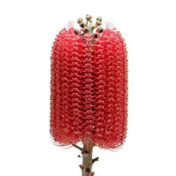Banksia flower