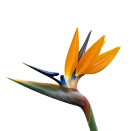 Bird of paradise flower
