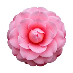 Camellia bloom