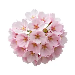 Cherry blossom cluster