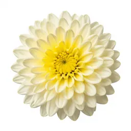Chrysanthemum