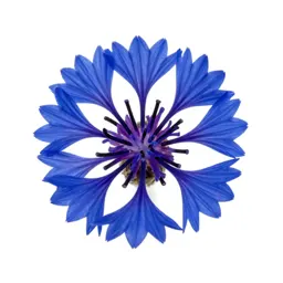 Cornflower