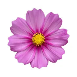 Cosmos flower