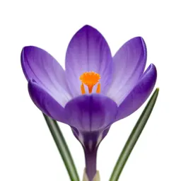 Crocus