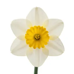 Daffodil