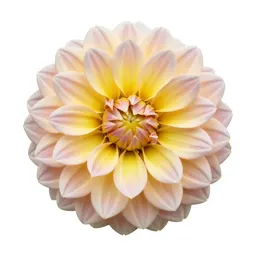 Dahlia with tight petals