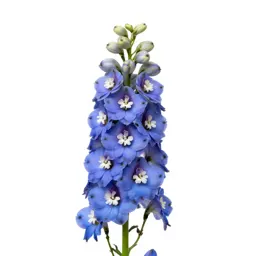 Delphinium stem