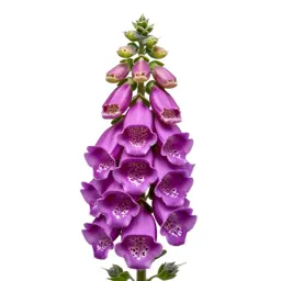 Foxglove spire