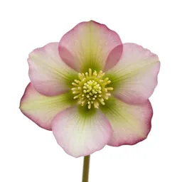 Hellebore nodding