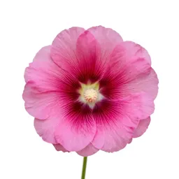 Hollyhock