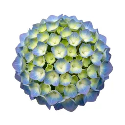 Hydrangea head