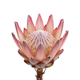 King protea