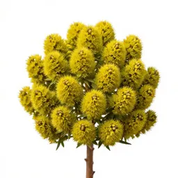 Kowhai flower cluster