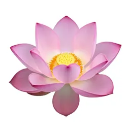 Lotus flower