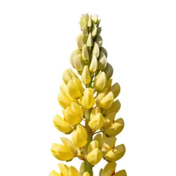 Lupin spike