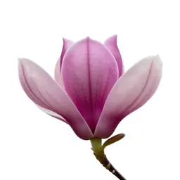 Magnolia flower