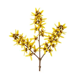 Manuka blossom branch