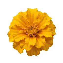 Marigold