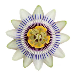 Passionflower