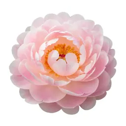 Peony opening
