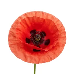 Poppy