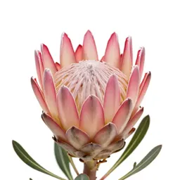 Protea bloom